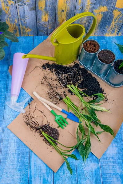 Kamerplanten Overplanten Van Bloemen Pot Tuin Accessoires — Stockfoto