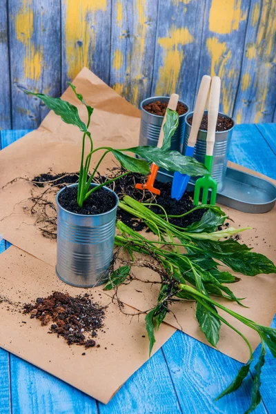 Kamerplanten Overplanten Van Bloemen Pot Tuin Accessoires — Stockfoto