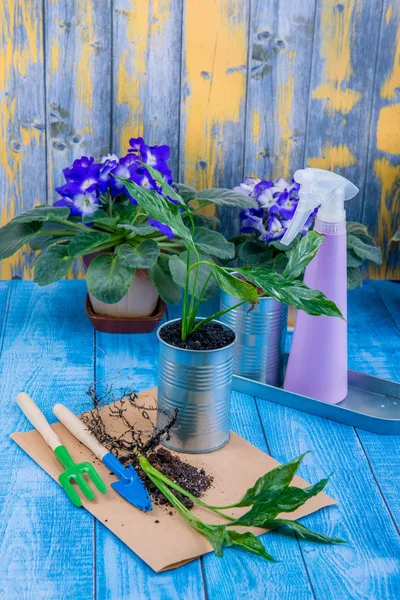 Kamerplanten Overplanten Van Bloemen Pot Tuin Accessoires — Stockfoto