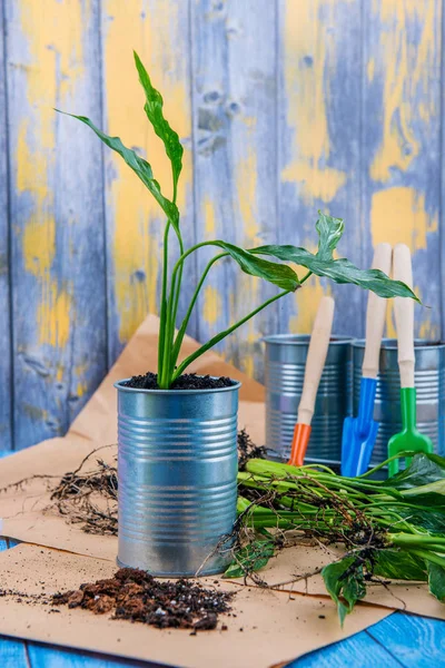 Kamerplanten Overplanten Van Bloemen Pot Tuin Accessoires — Stockfoto