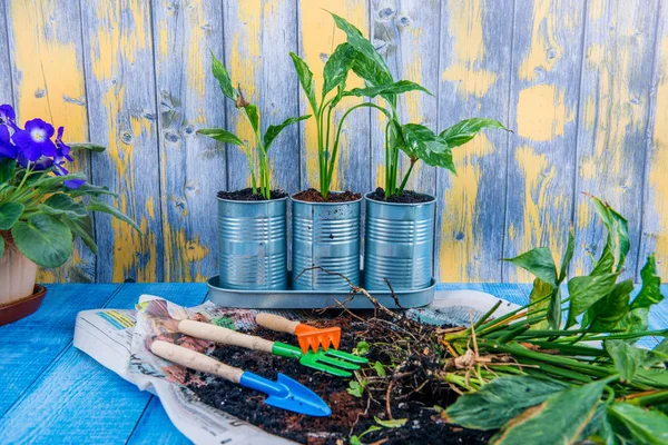 Kamerplanten Overplanten Van Bloemen Pot Tuin Accessoires — Stockfoto