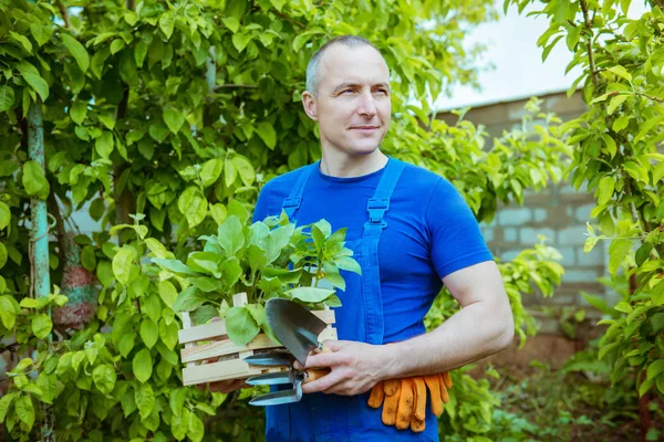 Homme Jardinier Avec Une Boîte Plantules — Photo