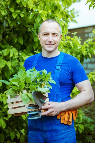 Hombre Jardinero Con Una Caja Plántulas —  Fotos de Stock