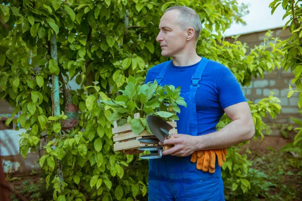 Hombre Jardinero Con Una Caja Plántulas —  Fotos de Stock