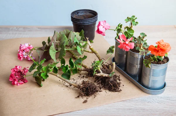 Geranium Een Pot Planten Potten Bloemen — Stockfoto