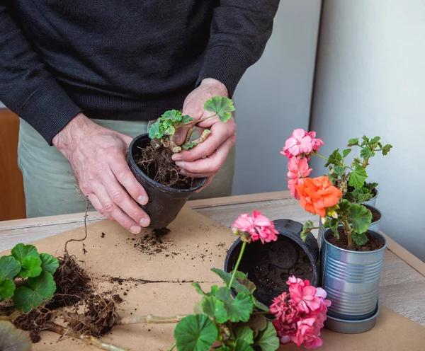 Geranium Pot Transplanting Potted Flowers — Stock Photo, Image