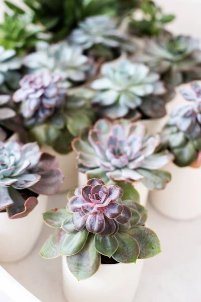 Succulentus Een Pot Groene Plant Een Pot — Stockfoto