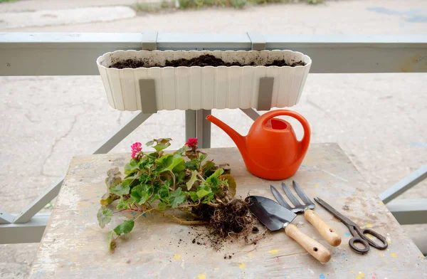 Floricultuur Potje Geraniums Bloemen Met Tuingereedschap — Stockfoto