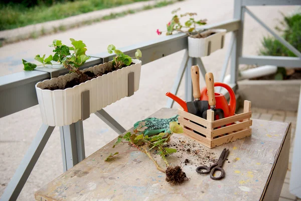 Floricultuur Potje Geraniums Bloemen Met Tuingereedschap — Stockfoto