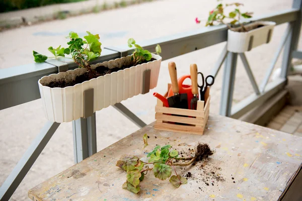 Floricultuur Potje Geraniums Bloemen Met Tuingereedschap — Stockfoto