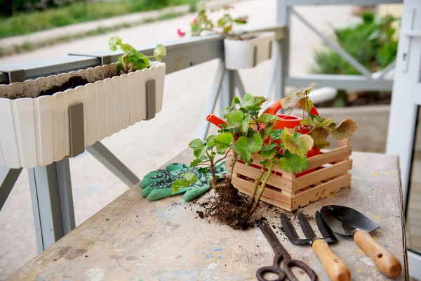 Floricultuur Potje Geraniums Bloemen Met Tuingereedschap — Stockfoto