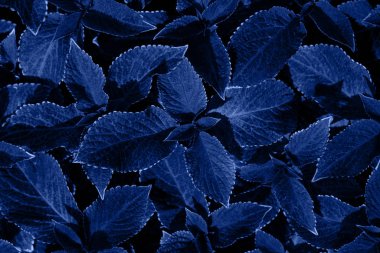 Coleus forskohlii yaprakları.