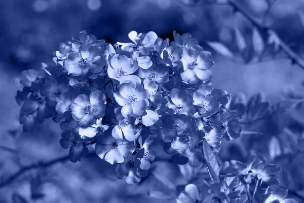 Vacker gren av en blommande nypon i blå färg. — Stockfoto