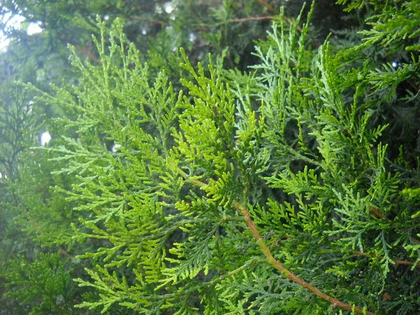 Junge hellgrüne Triebe einer Thuja-Pflanze. Thuja wird häufig für die Stadtgestaltung, für die Landschaftsplanung verwendet. Anspruchslose und frostsichere Pflanze — Stockfoto