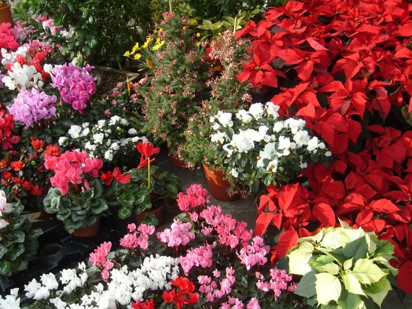 Cyclamens, poinsettias και άλλα χειμερινά λουλούδια στην αγορά λουλουδιών. Διάφορες ποικιλίες αλπικών βιολετών και milkweed. Κόκκινα, ροζ και λευκά, απλά και διπλά λουλούδια σε γλάστρες είναι προς πώληση. — Φωτογραφία Αρχείου