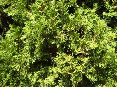 Ağaçların yeşil dalları, güneş ışınlarıyla sırılsıklam olmuş. Thuja peyzaj şehirleri ve peyzaj tasarımı için kullanılır. Gösterişsiz, soğuğa dayanıklı, yemyeşil bir bitki..