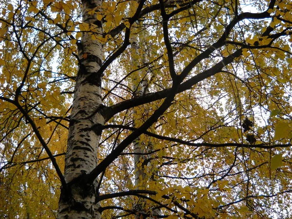 白樺の上に秋の黄色の葉。木々の黒い枝と黄色の冠のためにコントラスト。木の生命力の季節的な衰退. — ストック写真