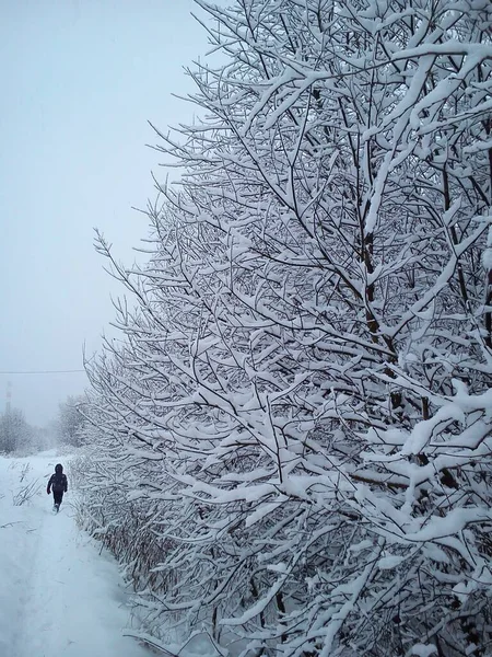 Curto inverno dia norte. Clima suave e calmo, com uma grande quantidade de precipitação na forma de neve. Um rapaz foge num rasto de neve. Ramos de árvores mal suportam neve pesada — Fotografia de Stock