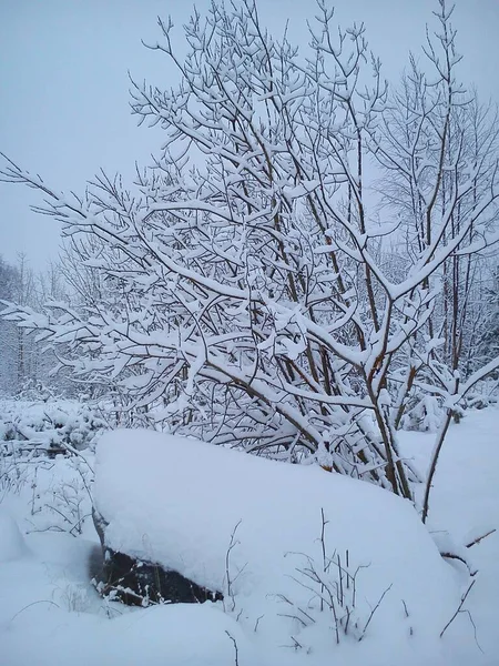 Curto inverno dia norte. Clima suave e calmo, com muita precipitação na forma de neve. Os ramos das árvores dificilmente suportam neve pesada empilhada. Pedra se destaca sob o bloqueio de neve — Fotografia de Stock