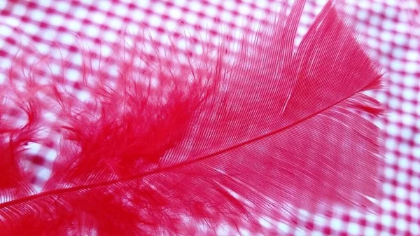 Delicate natural swan pink feather. Bright saturated pink color is almost raspberry. In the background, a pink and white blurred fabric