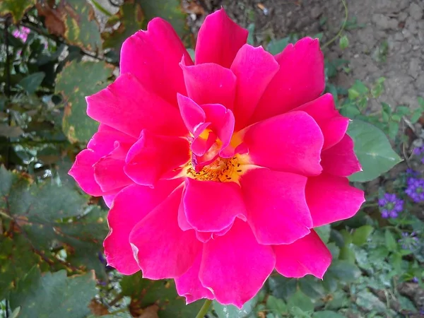 ピンクが庭に現れた。花弁が開きます。冷たいニュアンスの色。閉じる-上から — ストック写真