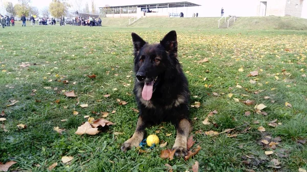 警察で訓練を受けた犬。犬は警察のデモに参加する。命令で犬は横になり、さらに命令を待つ。舌が突き出て犬の耳が前に向け — ストック写真