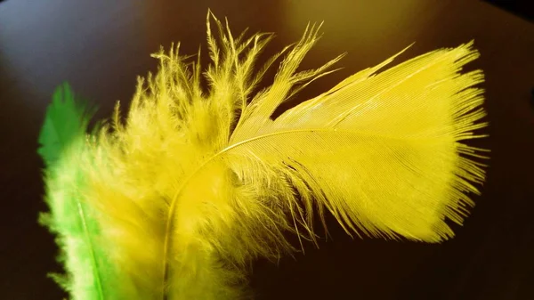 Plumas suaves y esponjosas sobre un fondo oscuro. Una pluma es de color amarillo brillante, la segunda pluma en el fondo es de color verde. Plumas decorativas brillantes a la luz del sol —  Fotos de Stock