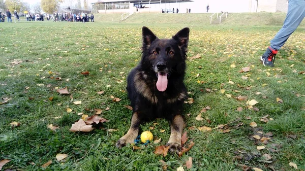 警察で訓練を受けた犬。犬は警察のデモに参加する。命令で犬は横になり、さらに命令を待つ。舌が突き出て犬の耳が前に向け — ストック写真