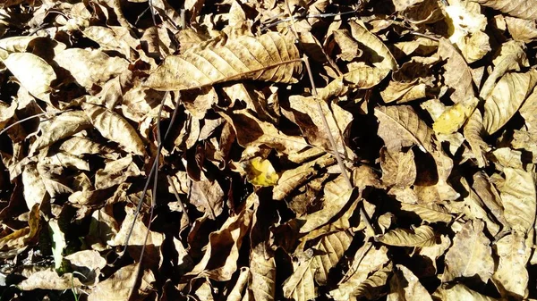 Висушене сухе листя. Букет коричневого листя після осіннього осіннього листя, який ви можете перестрибнути з самого початку. Листя з поздовжніми венами, зібрані в купу граблів — стокове фото