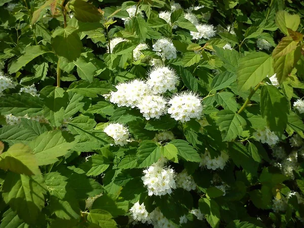 Vita, fluffiga, nyligen blommade blommor på en grön buske. Urban flora att dekorera gator, torg, parker. Blomman avger en behaglig doft och arom. Närbild på en grön bakgrund av blad — Stockfoto