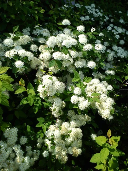 White fluffy terry flowers on a green bush with carved leaves. Urban flora to decorate streets, squares, parks. The flower gives off a pleasant aroma and aroma. Honey plant for meadow honey — ストック写真