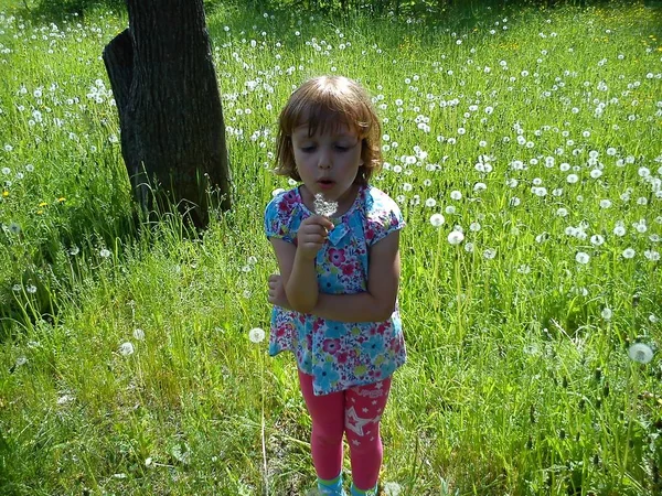 하얀 솜털 민들레씨를 불고 있는 소녀. 한 아이가 여름에 푸른 잔디 위를 걷습니다. 아기는 볼을 토해 내고 민들레씨는 다양 한 방향으로 퍼져 나간다. — 스톡 사진