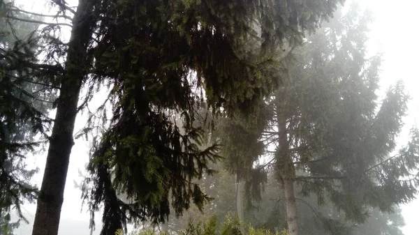 Δέντρα, πεύκα και δενδροστοιχίες στέκονται σε ήρεμη ομίχλη χωρίς ανέμους. Σκούρα σιλουέτα από ένα παλιό έλατο. Νεφελώδης γκρι χειμωνιάτικος καιρός. Μεγάλη ομίχλη στο χωριό. Απαγόρευση καιρικών συνθηκών — Φωτογραφία Αρχείου