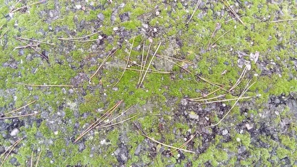 El viejo y musgoso hormigón. Verde oh en la piedra. Agujas de pino largas caídas — Foto de Stock