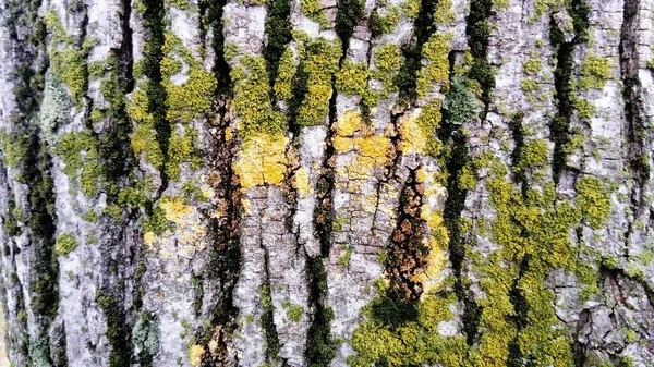 Green moss on a tree trunk. Old bark. Creeping spore green plant without roots and flowers — ストック写真