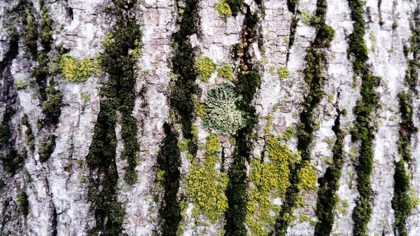 Grön mossa på en trädstam. Gammal bark. Krypande sporgrön växt utan rötter och blommor — Stockfoto