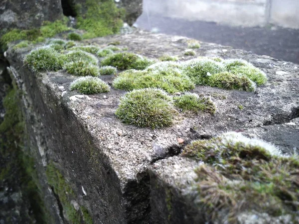 石块上的绿色苔藓。 那栋旧建筑 8.特写。 苔藓是一种没有根和花的蠕变孢子绿色植物. 天亮了 — 图库照片