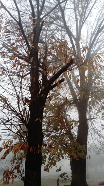Duas árvores no nevoeiro. Visibilidade muito reduzida. Condições meteorológicas desfavoráveis. Final do Outono. Laranja, folhas vermelhas caindo. ramos de árvores nuas espreitar para fora da névoa — Fotografia de Stock