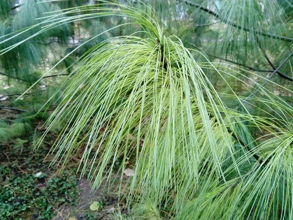 Un primer plano de una rama de pino. Agujas largas de pino, semillas secas. Pino japonés. Color verde. Fondo floral o tarjeta de Navidad . — Foto de Stock