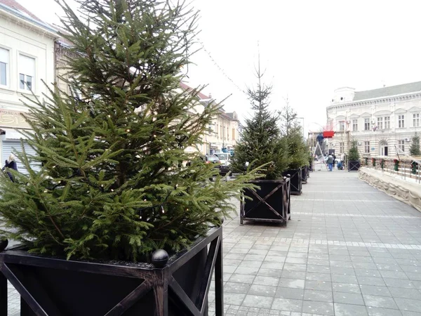 Nieuwjaarsboom op het centrale plein van de stad. Spar takken met groene naalden. De kerstboom is versierd met bloemenslingers van kleine bollen. — Stockfoto