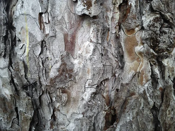 The bark of an old thick tree. Light gray trunk with dark cracks. Wood texture. Tissues located outside the cambium. Centennial tree whose trunk cannot be hugged — ストック写真