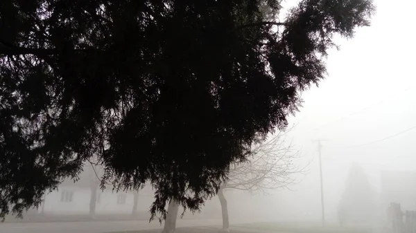 Туя или кипарисы в густом тумане. Плохие погодные условия. Деревня в тумане. Мокрое испарение — стоковое фото