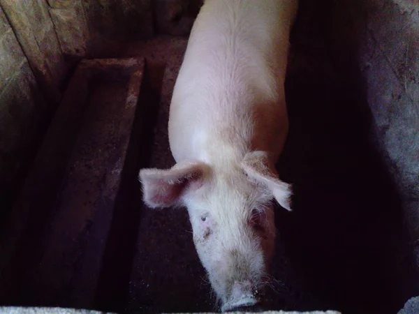 Pig in the stall. A dirty barn where animals are kept. Piglet with a lot of weight. The pig asks not to kill her and not to eat pork. The issue of vegetarianism and healthy eating — Stock Photo, Image