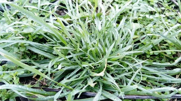 Заморожена зелена трава. Ранкові морози на землі. Стрибок з травою. Пізня осінь — стокове фото