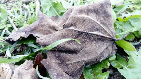 Hoja seca de otoño gris con escarcha. Hierba verde congelada — Foto de Stock