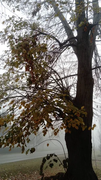 Drzewo we mgle. Zmniejszona widoczność. Złe warunki pogodowe. Późny upadek. Pomarańczowe, czerwone liście. Gołe gałęzie drzew wyłażą z mgły. — Zdjęcie stockowe