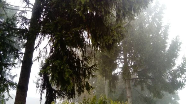 Jedle, borovice a arborvitae stojí v klidné mlhavé mlze. Temná silueta starého smrku. Mrakošedé zimní počasí. Ve vesnici je hustá mlha. Zákaz povětrnostních podmínek — Stock fotografie