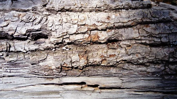 La corteza de un árbol viejo y espeso. Madera gris claro con grietas oscuras. Textura de madera. Los tejidos se encuentran fuera del cambium. La corteza de un viejo árbol caído — Foto de Stock