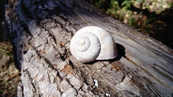 A large white shell of a forest snail. Seashell on a wooden background. Convex spiral with thin lines. Tree bark texture — Stock Photo, Image