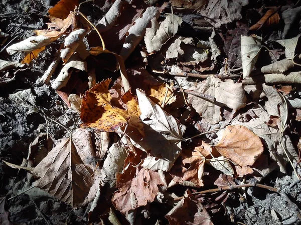 Many withered, dry, autumn leaves on clay soil in the forest. Sticks, twigs. Brown, yellow, gray colors. Daylight. Last warm day. Withering nature. — Stock Photo, Image
